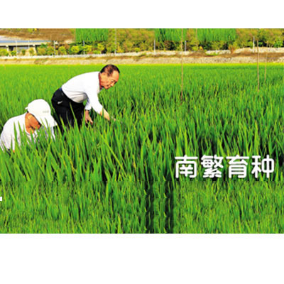 海南三亞袁隆平
